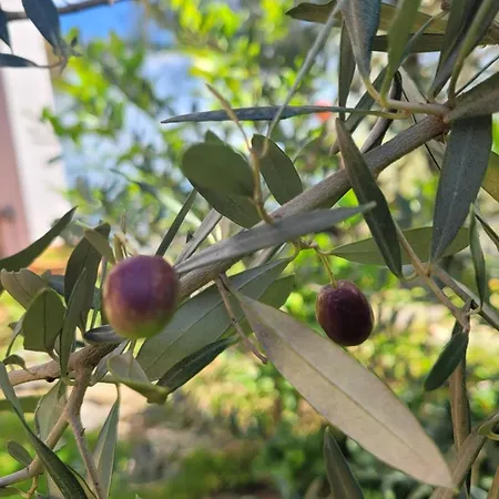 Uferhaus Luccio Holiday home