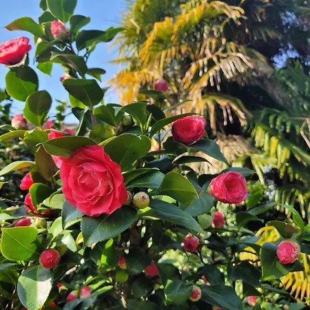 Uferhaus Luccio Holiday home Minusio